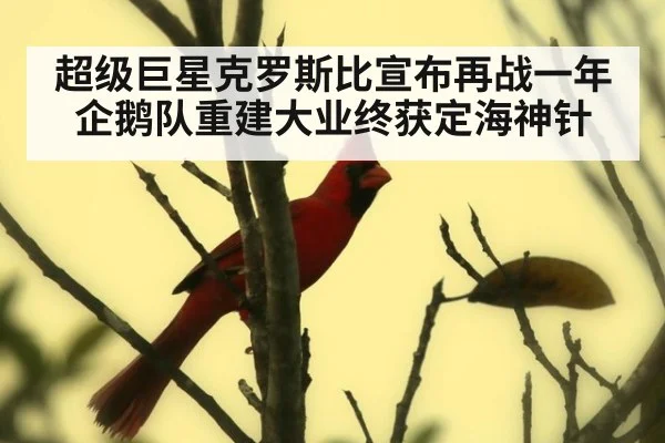 超级巨星克罗斯比宣布再战一年 企鹅队重建大业终获定海神针